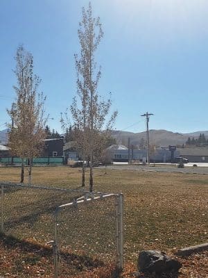 Mackay dog park
