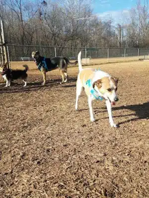 Huntsville Dogspot Creekwood Park