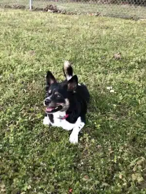 Huntsville Dogspot Creekwood Park