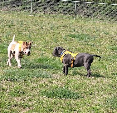 Huntsville Dogspot Creekwood Park - Madison, AL