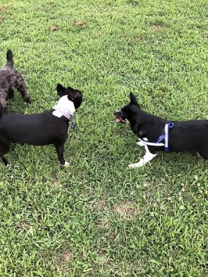 Huntsville Dogspot Creekwood Park