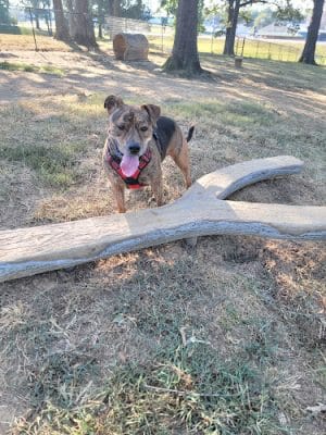 Mahr dog park - Madisonville, KY