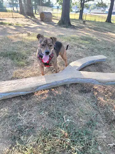 Mahr dog park - Madisonville, KY