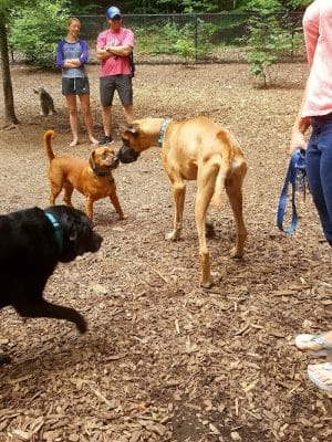 Mount Nebo Park