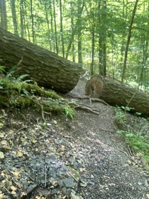 Chumbley Woods Trail