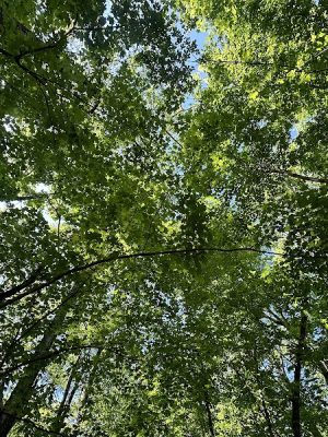 Chumbley Woods Trail