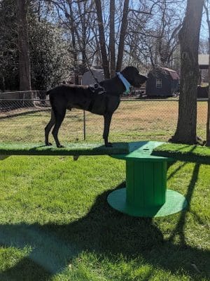 Oreo's Bark Park