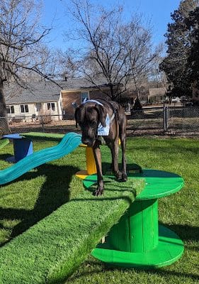 Oreo's Bark Park