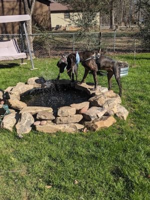 Oreo's Bark Park
