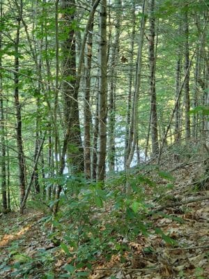 Mansfield Hollow State Park