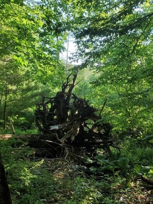 Mansfield Hollow State Park