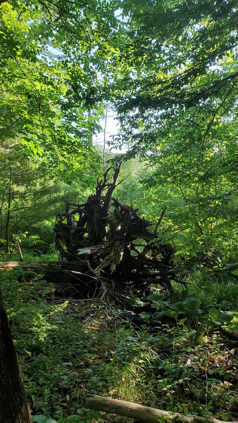 Mansfield Hollow State Park - Mansfield Center, CT