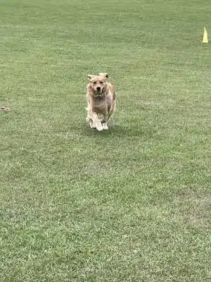 Roanoke Island Dog Park - Manteo, NC