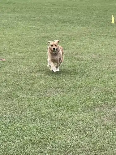 Roanoke Island Dog Park - Manteo, NC