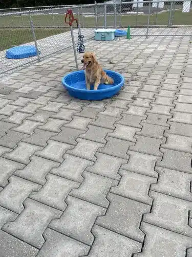 Roanoke Island Dog Park - Manteo, NC
