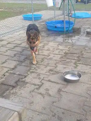 Roanoke Island Dog Park - Manteo, NC