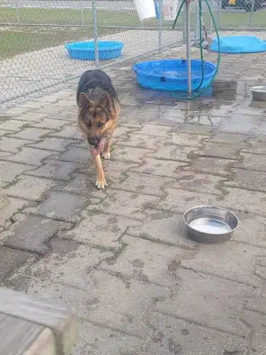 Roanoke Island Dog Park - Manteo, NC
