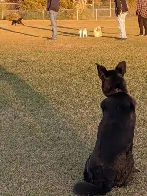 Roanoke Island Dog Park - Manteo, NC