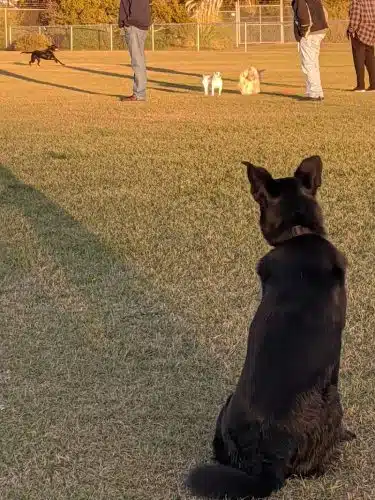 Roanoke Island Dog Park - Manteo, NC