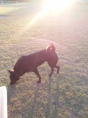 Roanoke Island Dog Park - Manteo, NC