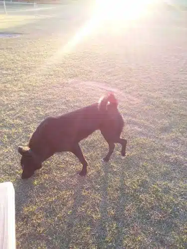 Roanoke Island Dog Park - Manteo, NC