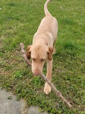 Roanoke Island Dog Park - Manteo, NC