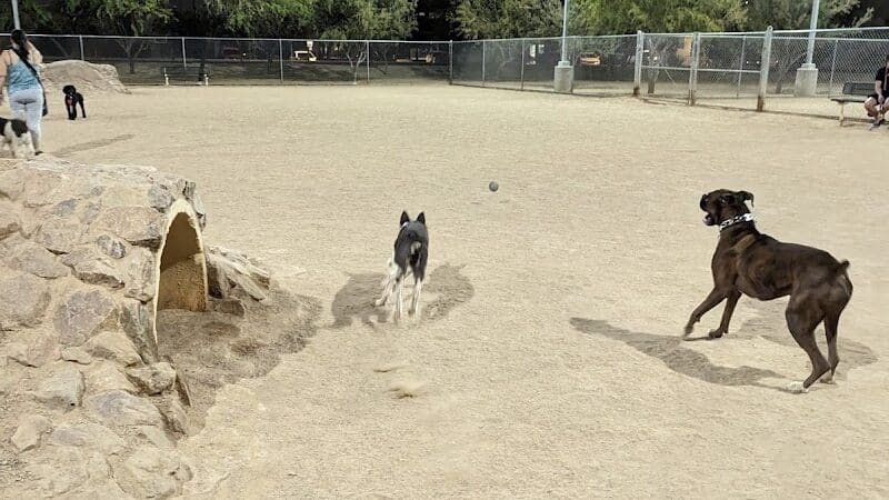 Crossroads at Silverbell District Park - Dog Park - Marana, AZ
