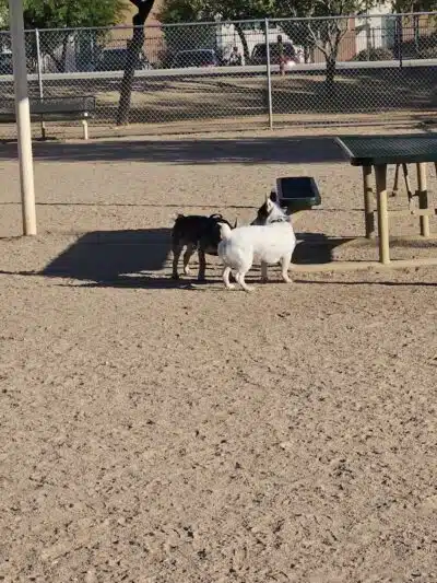 Crossroads at Silverbell District Park - Dog Park - Marana, AZ