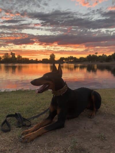 Pacana Dog Park - Maricopa, AZ