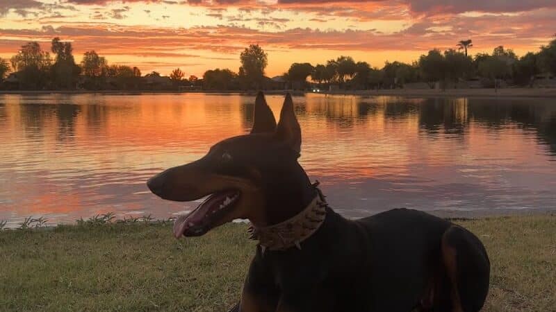 Pacana Dog Park - Maricopa, AZ