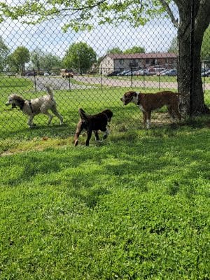 Marion Park District - THE Bark Park - Marion, IL
