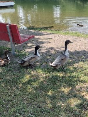 Marsing Island Park