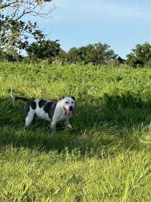 Iron Nail Ranch SniffSpot