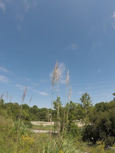 Dogport Dog Park - Maryland Heights, MO