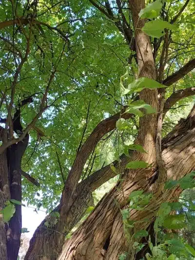 Nature Park - Maryville, MO
