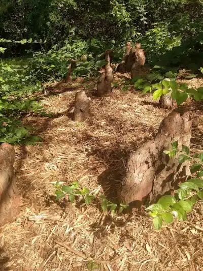 Nature Park - Maryville, MO