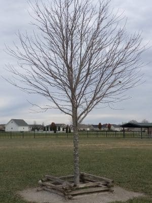 Mascoutah Dog Park