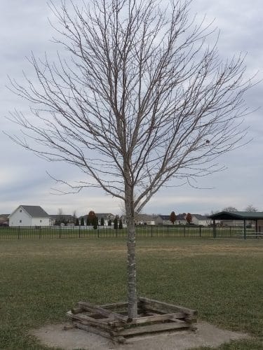 Mascoutah Dog Park