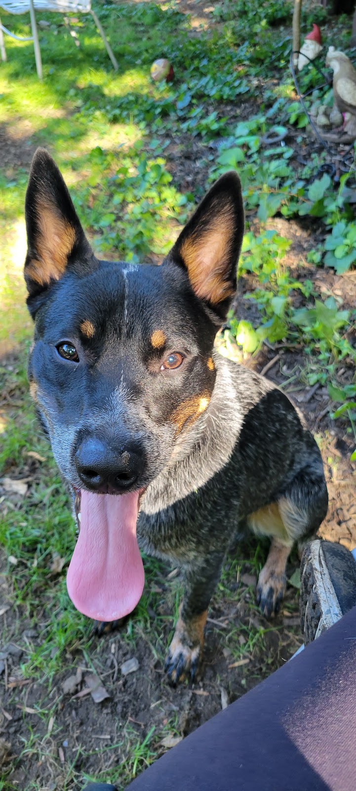 Mashpee Dog Park - Mashpee, MA