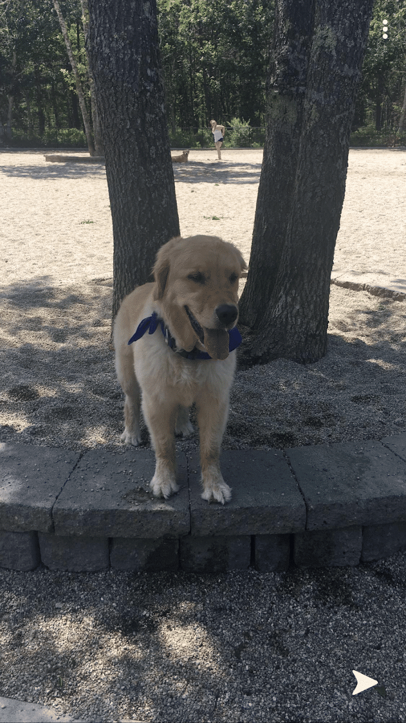 Mashpee Dog Park - Mashpee, MA