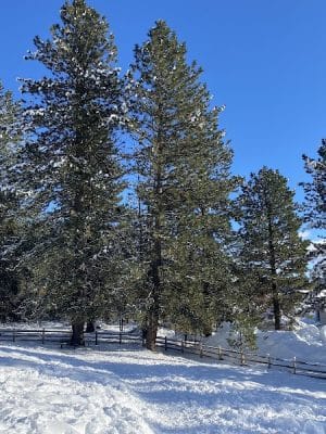 McCall Unleashed Dog Park