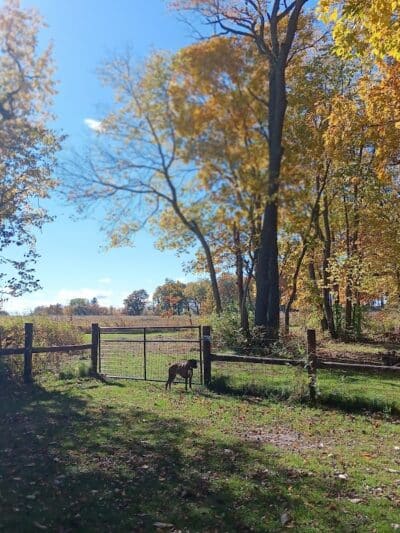 McFarland Dog Park - McFarland, WI