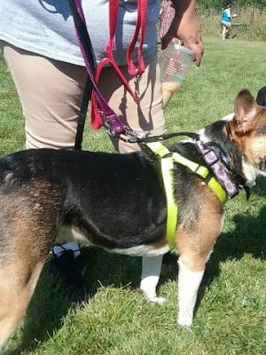 McBark Dog Park
