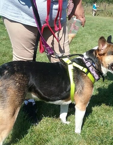 McBark Dog Park