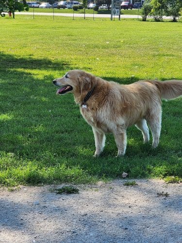 McBark Dog Park