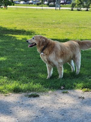 McBark Dog Park