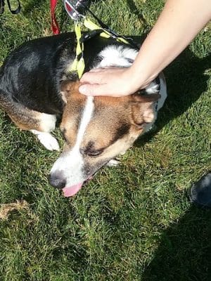 McBark Dog Park