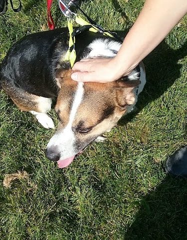 McBark Dog Park