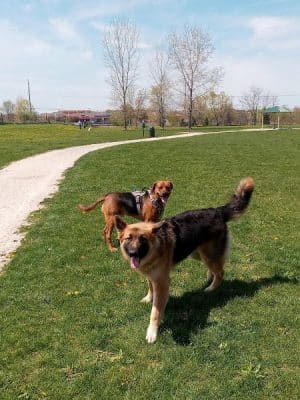 McBark Dog Park