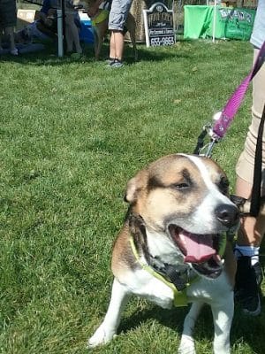 McBark Dog Park